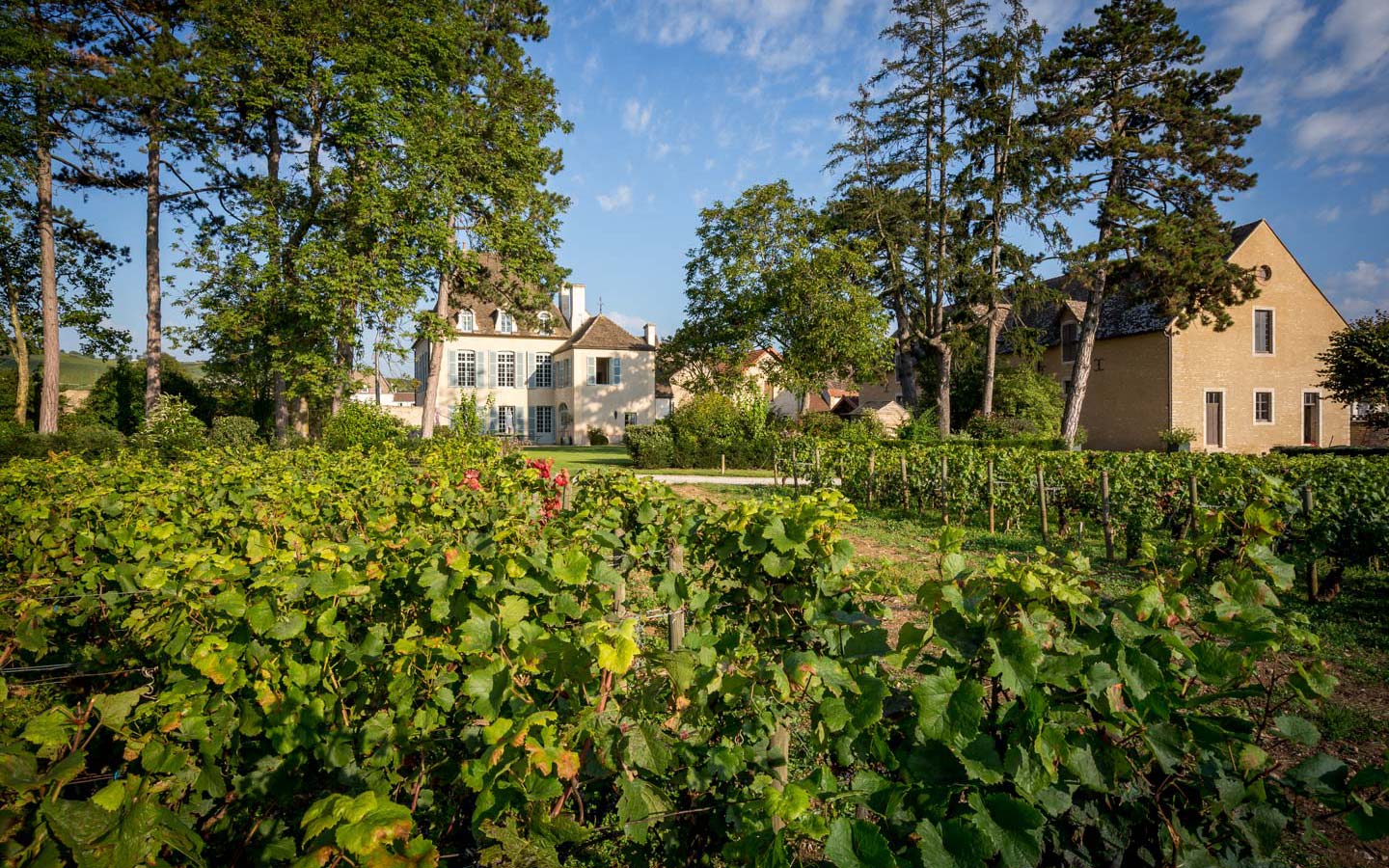 Clos-de-Vougeot Grand Cru - Domaine du Clos Frantin