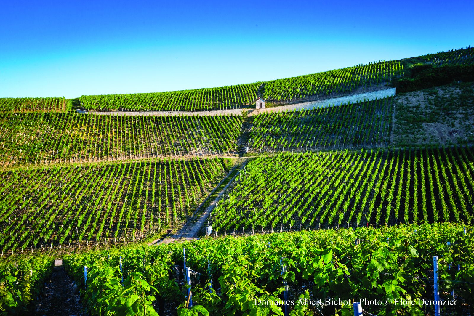 domaine-long-depaquit-albert-bichot-3_l.jpg